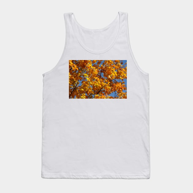 Maple (Acer ), golden yellow autumn leaves hanging from a tree, Germany Tank Top by Kruegerfoto